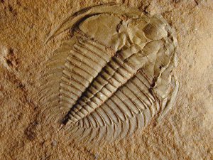 Oldest Animal Fossils Found in Lakes - Reformation 21 Oldest Animal Fossils Found in Lakes - Reformation 21