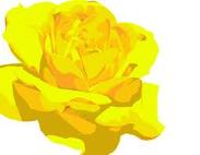 yellow rose